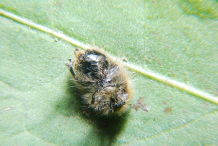 Sconosciuto: Tropinota hirta